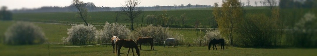 weide im frühling